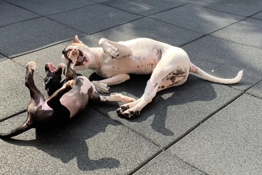 Adult Boxer Dog And Puppy Play Laying Down