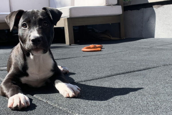 Bark & Disco Dog Training - Puppy Laying Down Outside