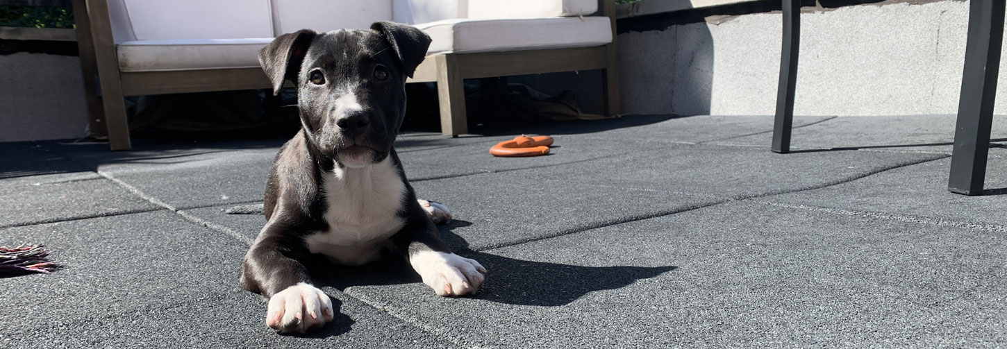 Bark & Disco Dog Training - Puppy Laying Down Outside