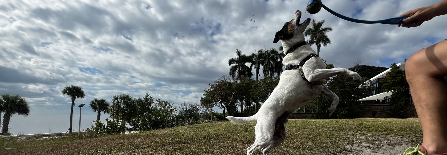Bark & Disco Dog Jumps Up for Ball