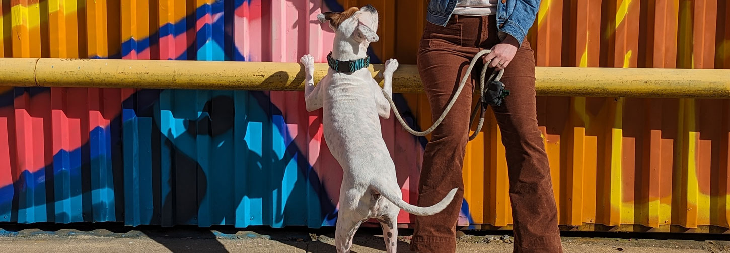 10 of Bark & Disco’s Most Recommended Products