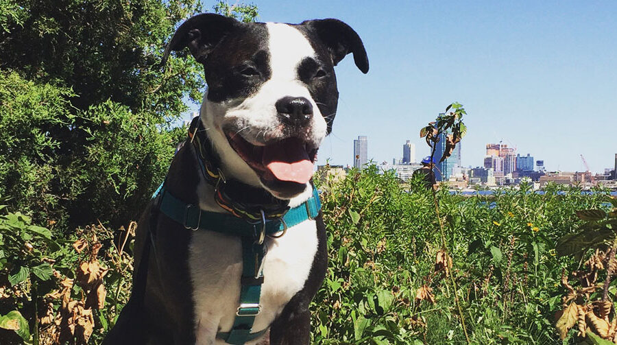 Bark & Disco Dog Training - Dogs sits on a ledge in an urban environment