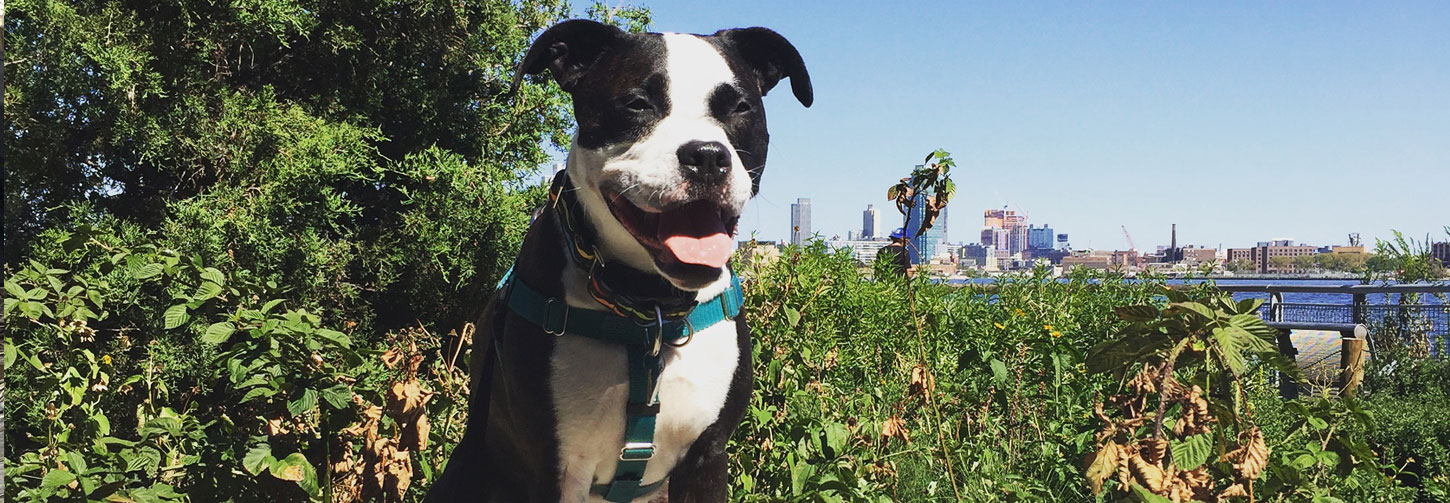 Bark & Disco Dog Training - Dogs sits on a ledge in an urban environment