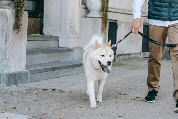 Bark & Disco Dog Training - Dog on leash in urban environment