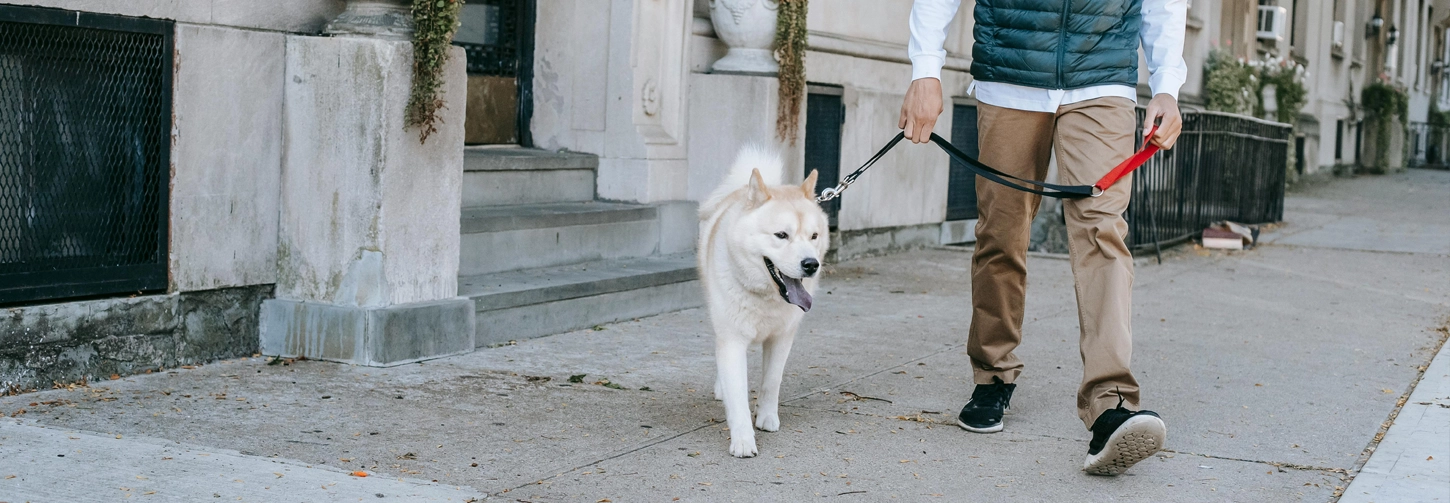 Bark & Disco Dog Training - Dog on leash in urban environment