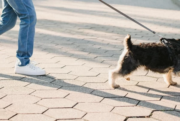 Bark & Disco Dog Training - Dog pulling on leash on pavers
