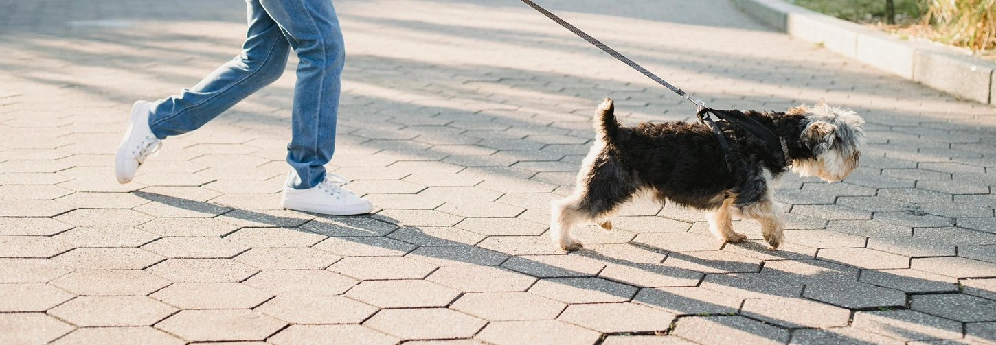 Bark & Disco Dog Training - Dog pulling on leash on pavers