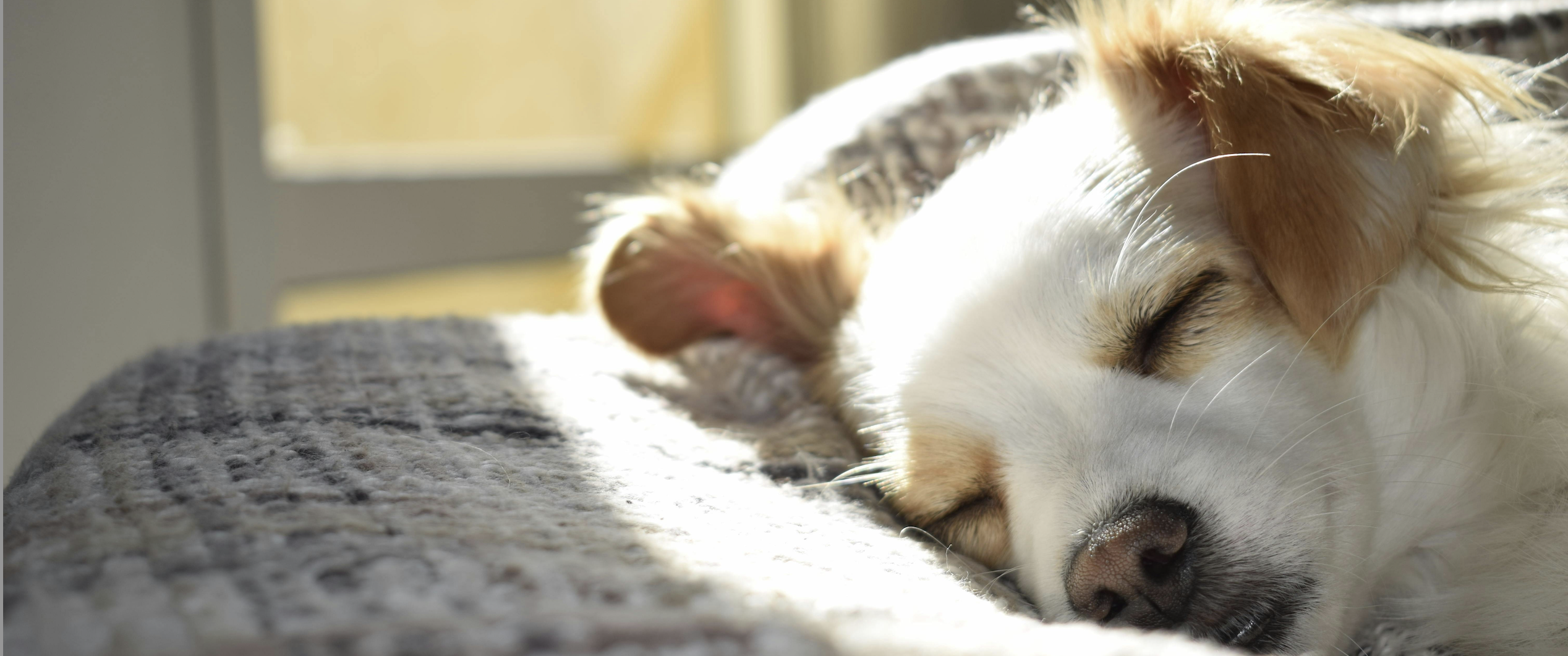 Bark & Disco Dog Training - Dog sleeping on blanket