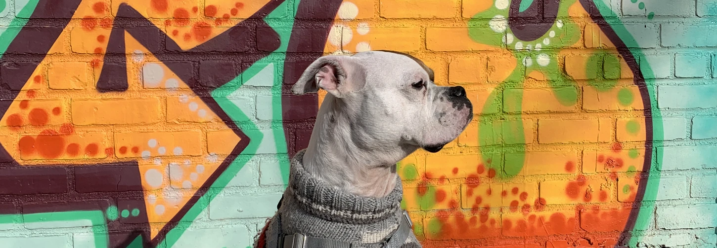 Bark & Disco Dog Training - Dog sitting in front of grafitti wall