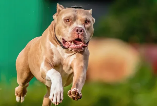 Bark & Disco Dog Training - Bull Breed dog running outdoors