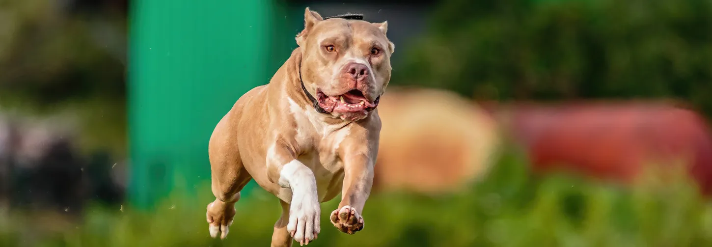 Bark & Disco Dog Training - Bull Breed dog running outdoors